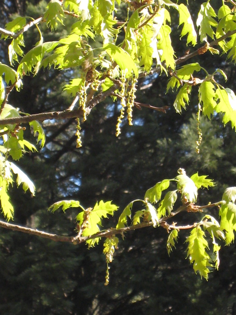 Quercus kelloggii