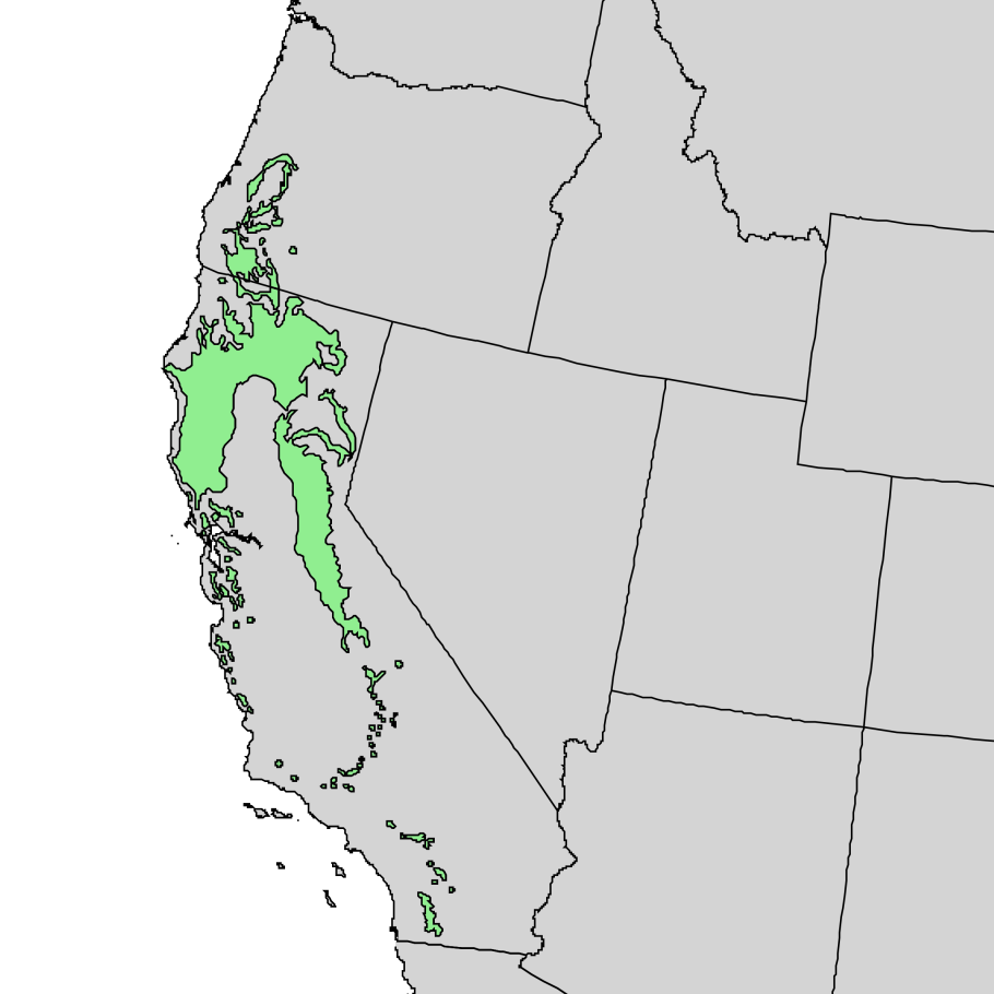 Кверкус Рубра листья