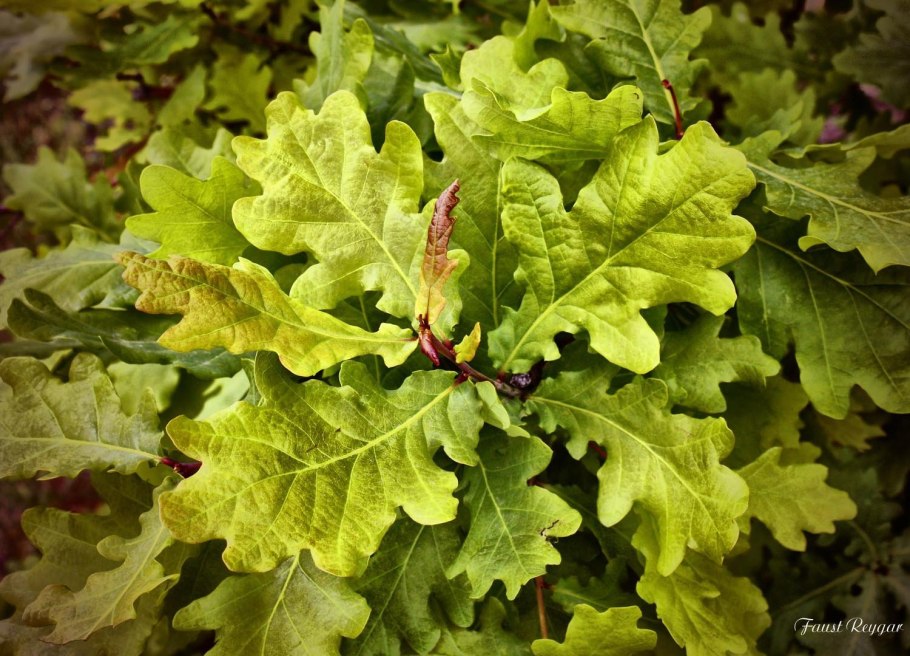 Quercus Robur разрез