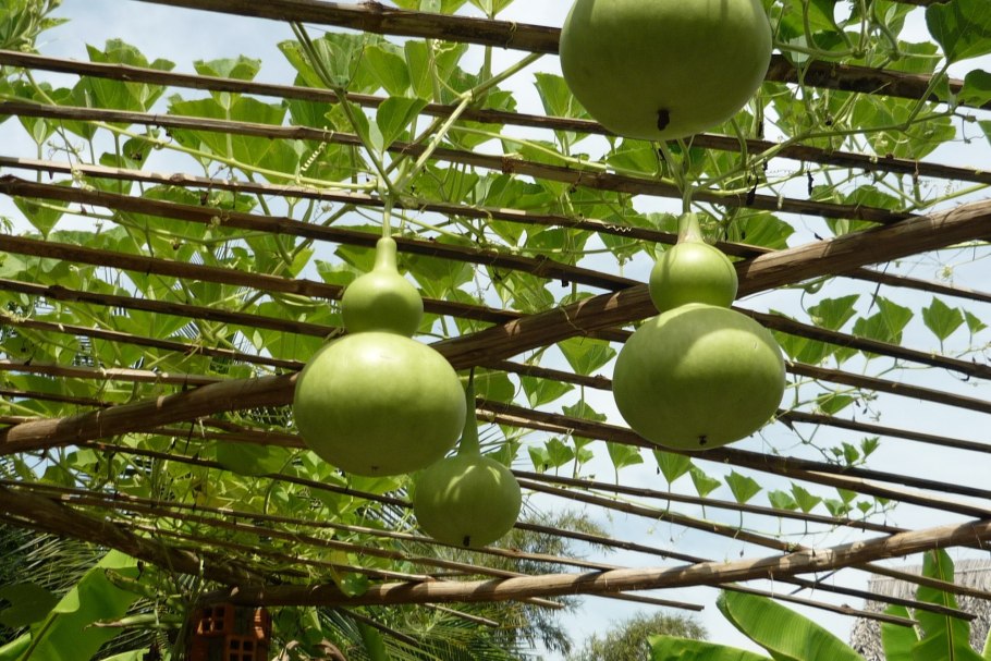 Лагенария плоды