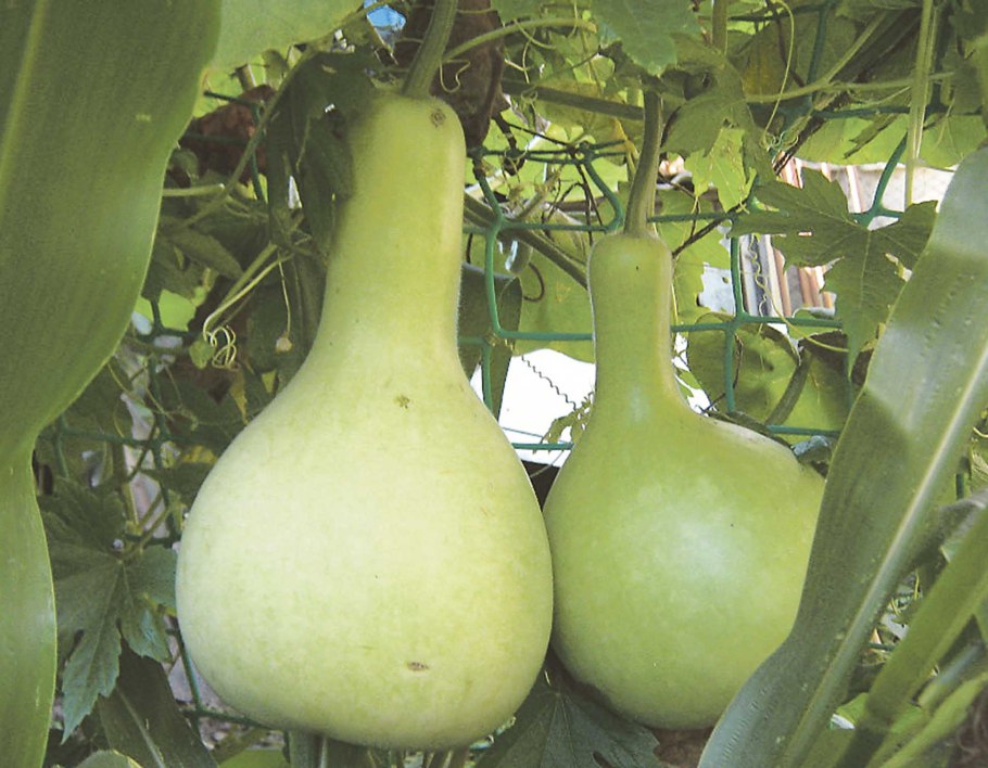 Лагенария (горлянка)