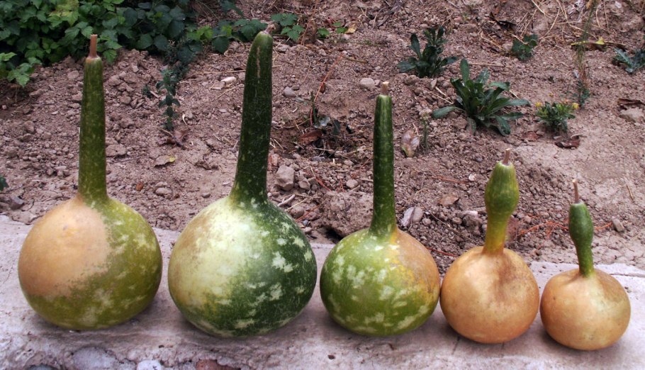 Лагенария змейка