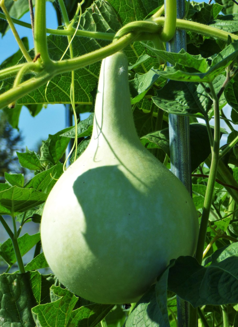 Тыква змеевидная лагенария