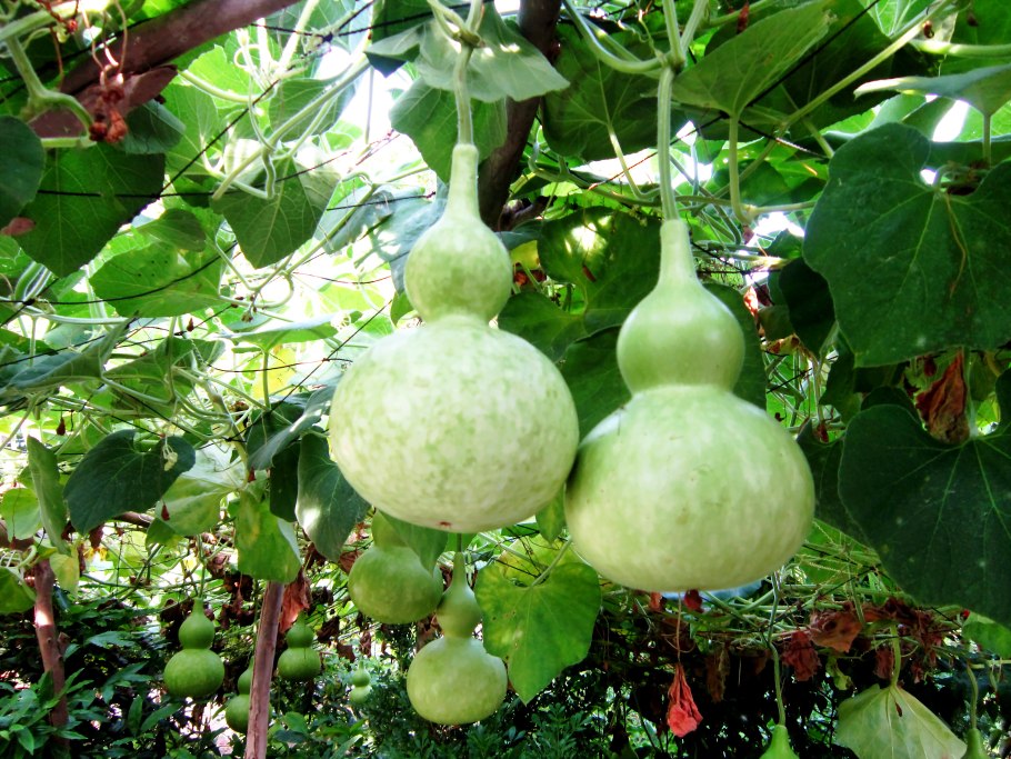 Тыква лагенария