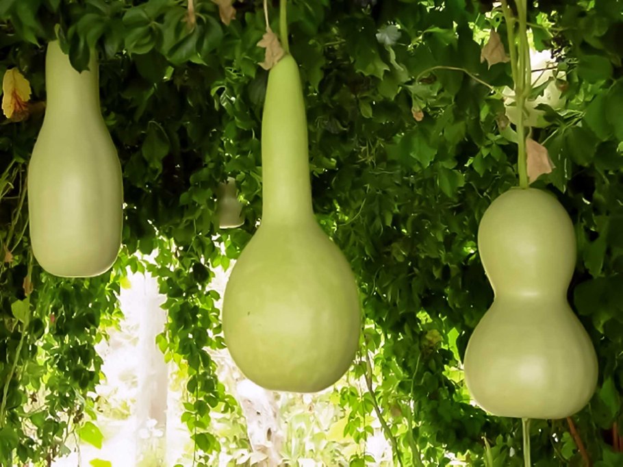 Лагенария Хозяюшка, смесь