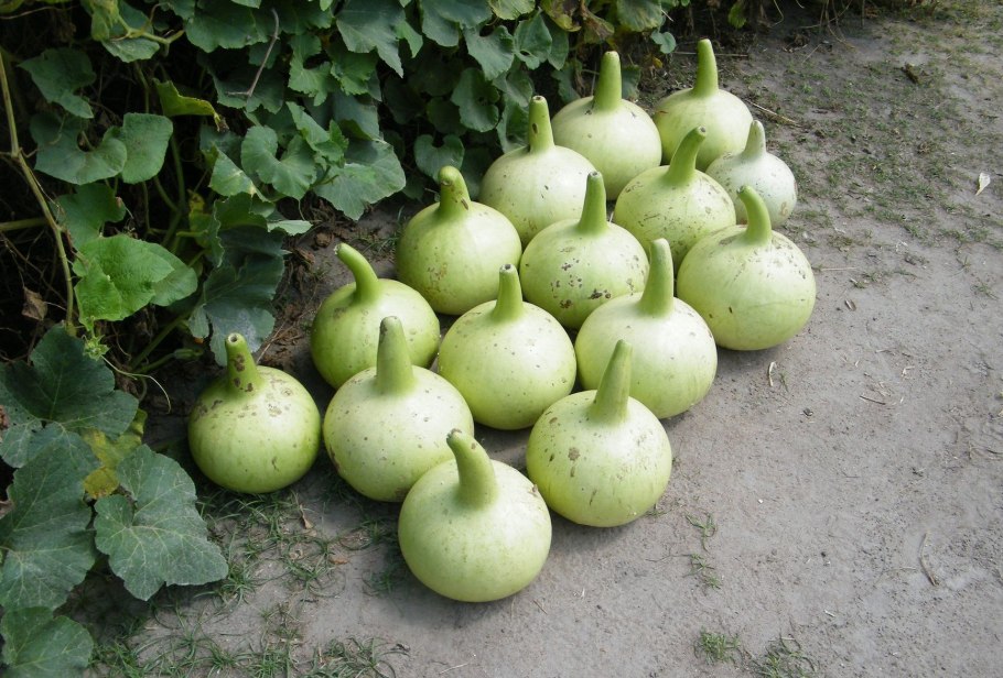 Лагенария булавовидная