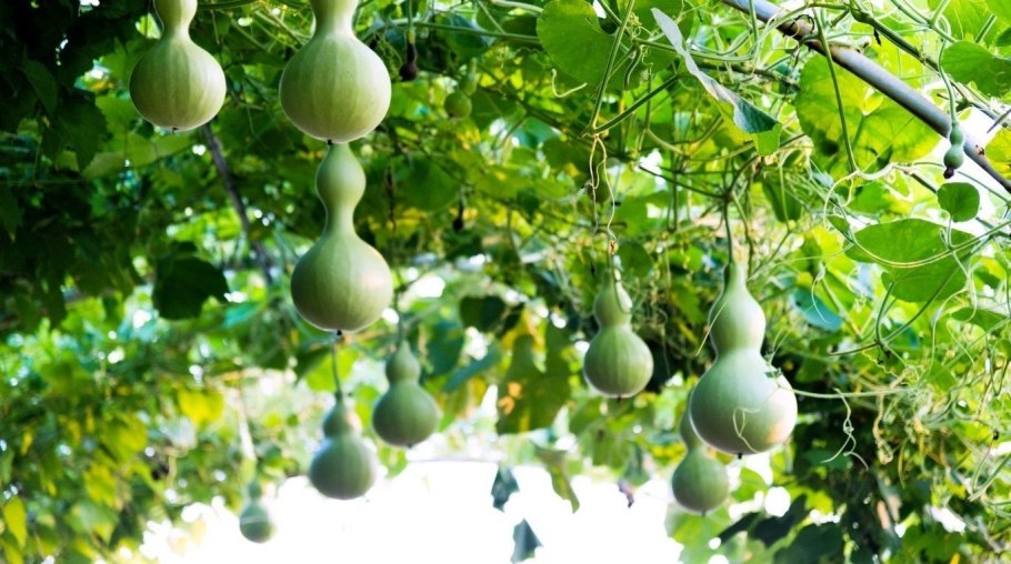 Бутылочная тыква лагенария