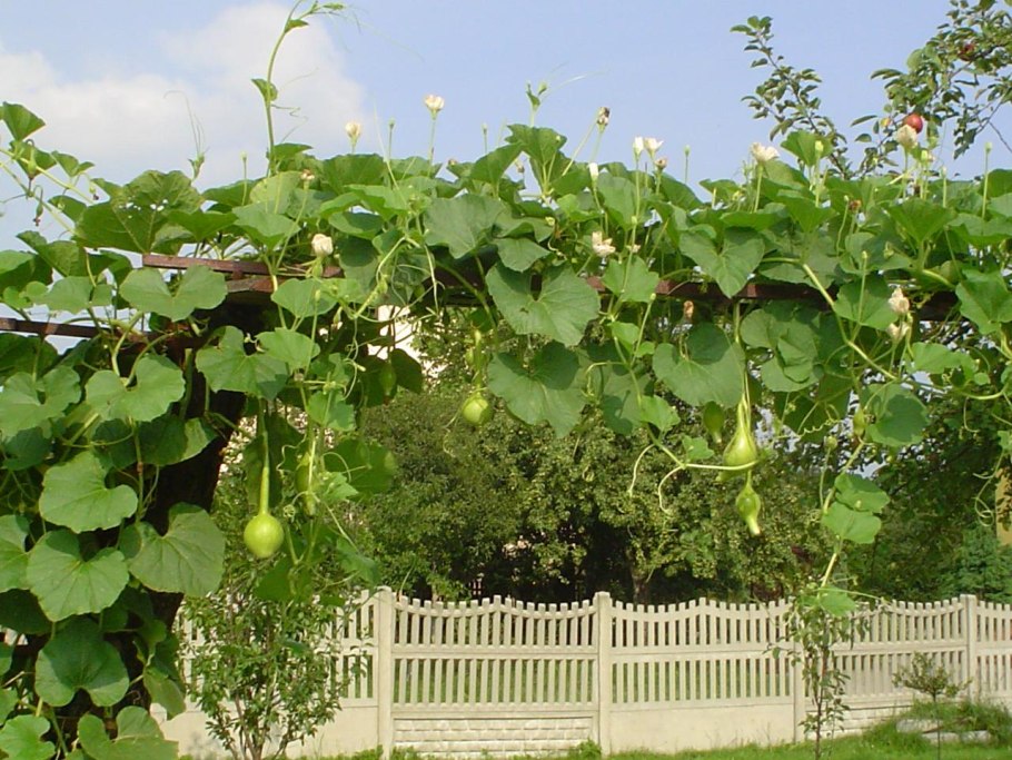 Лагенария Лебедушка