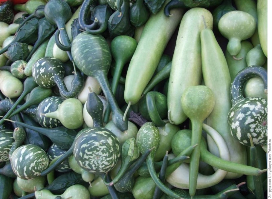 Лагенария бутылочная