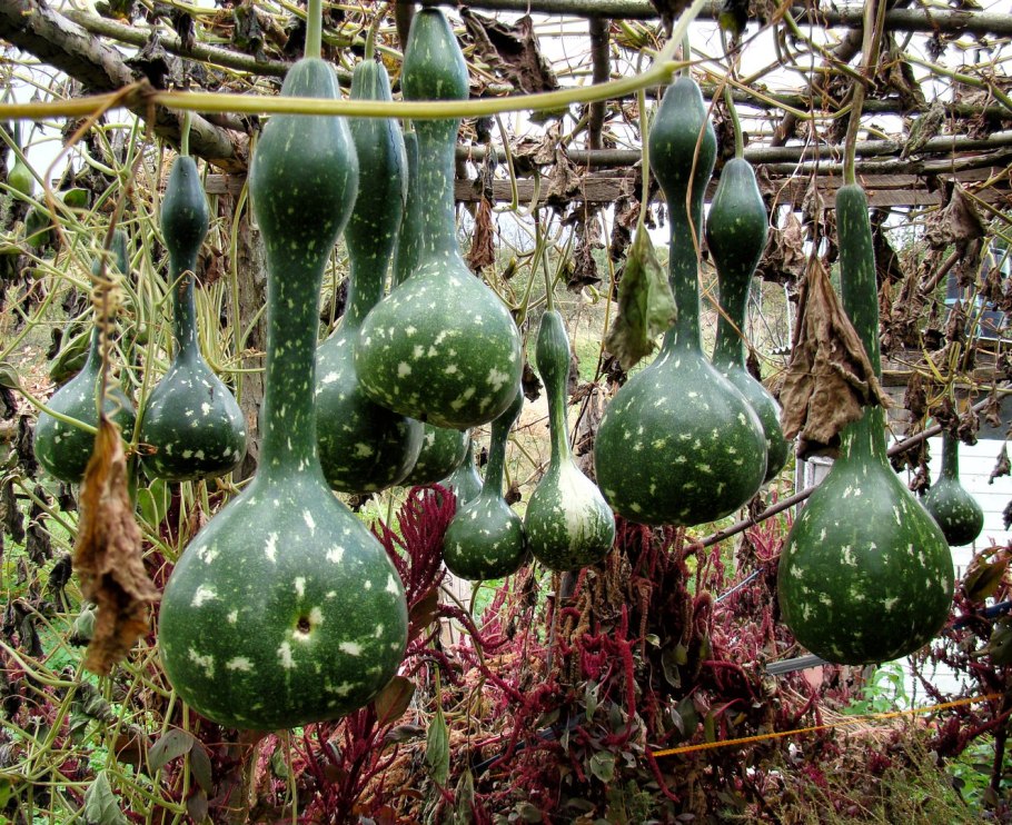 Лагенария (горлянка)