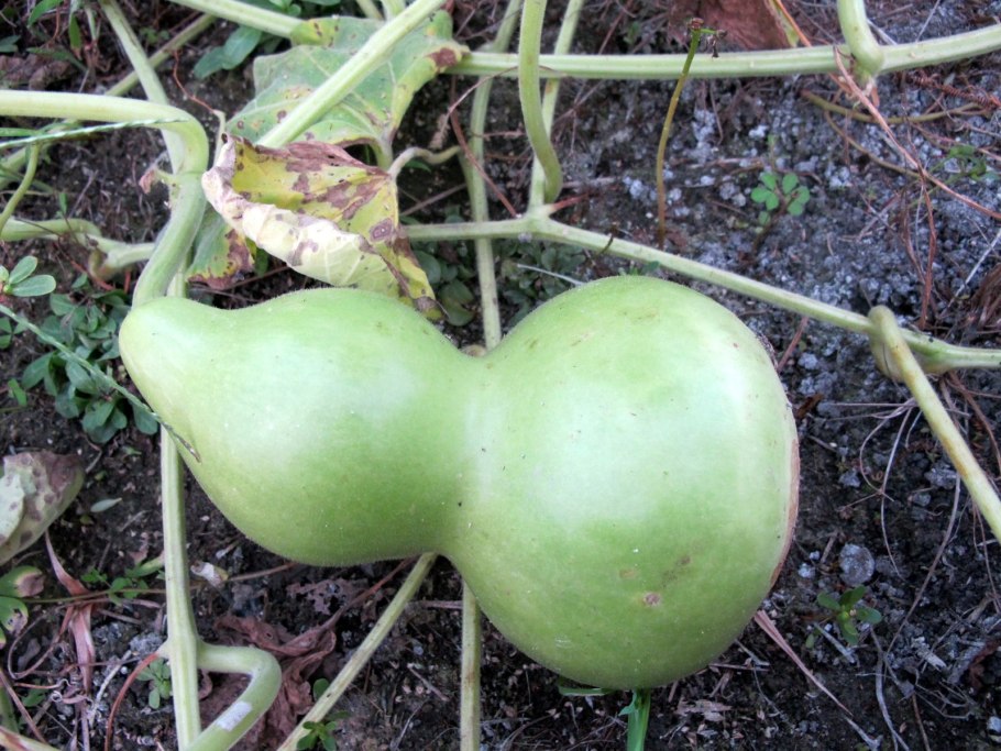 Лагенария кобальт