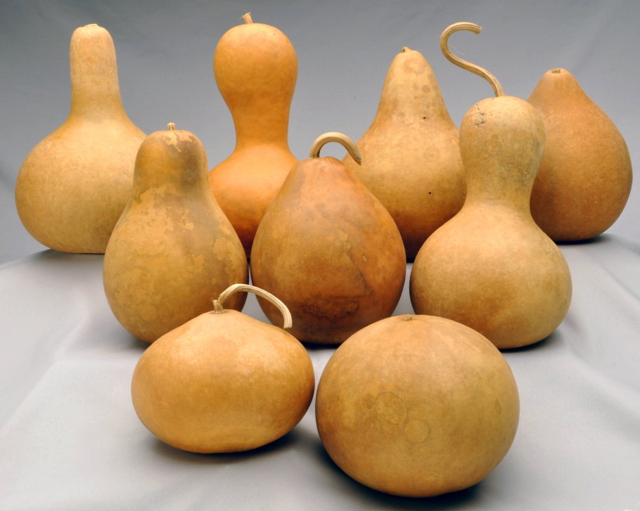 Бутылочная тыква горлянка