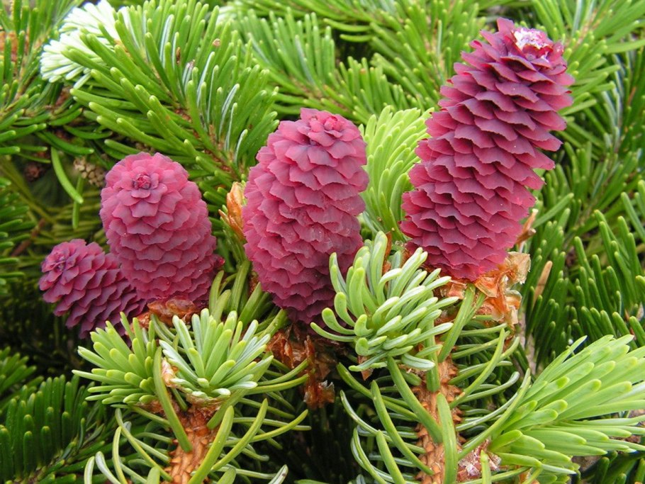 Ель Аянская Нана