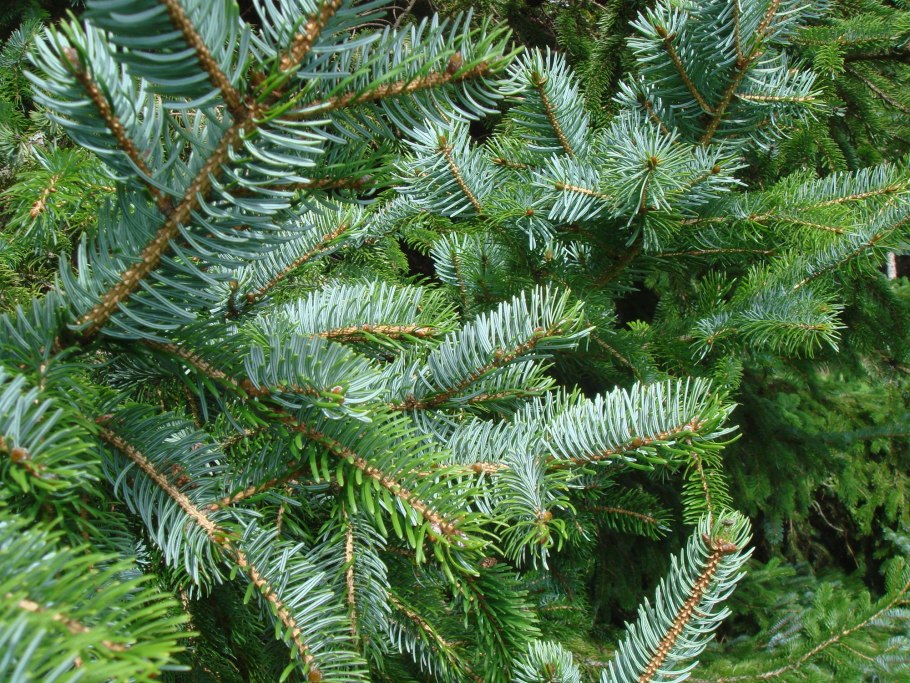 Ель Аянская (Picea jezoensis)