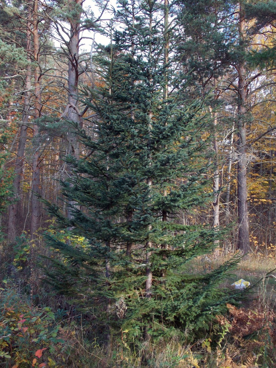 Ель Аянская дерево