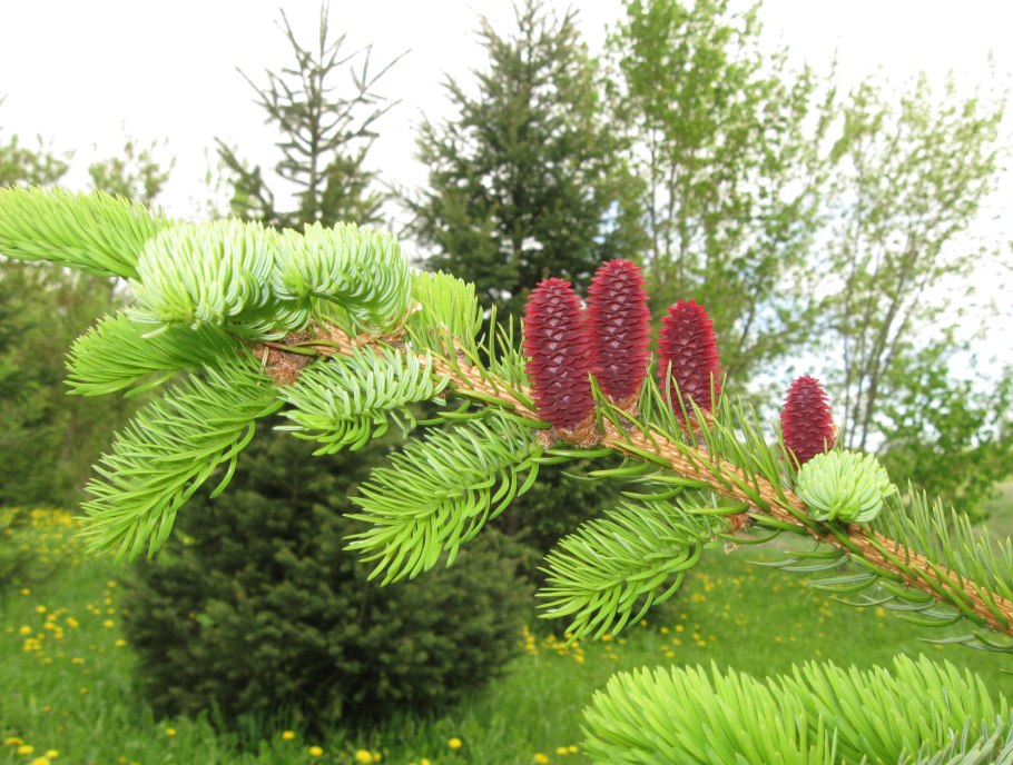 Ель Аянская (Picea jezoensis)