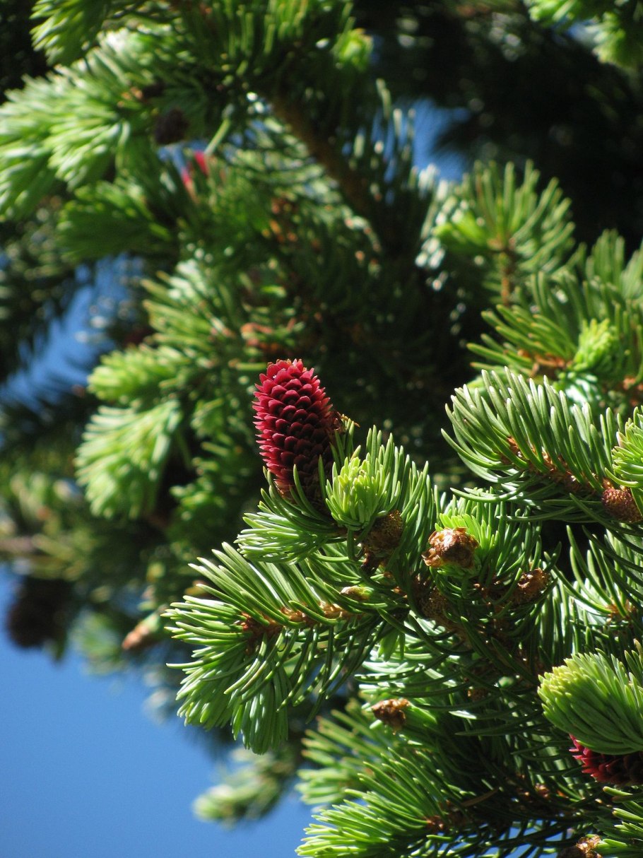 Abies procera glauca