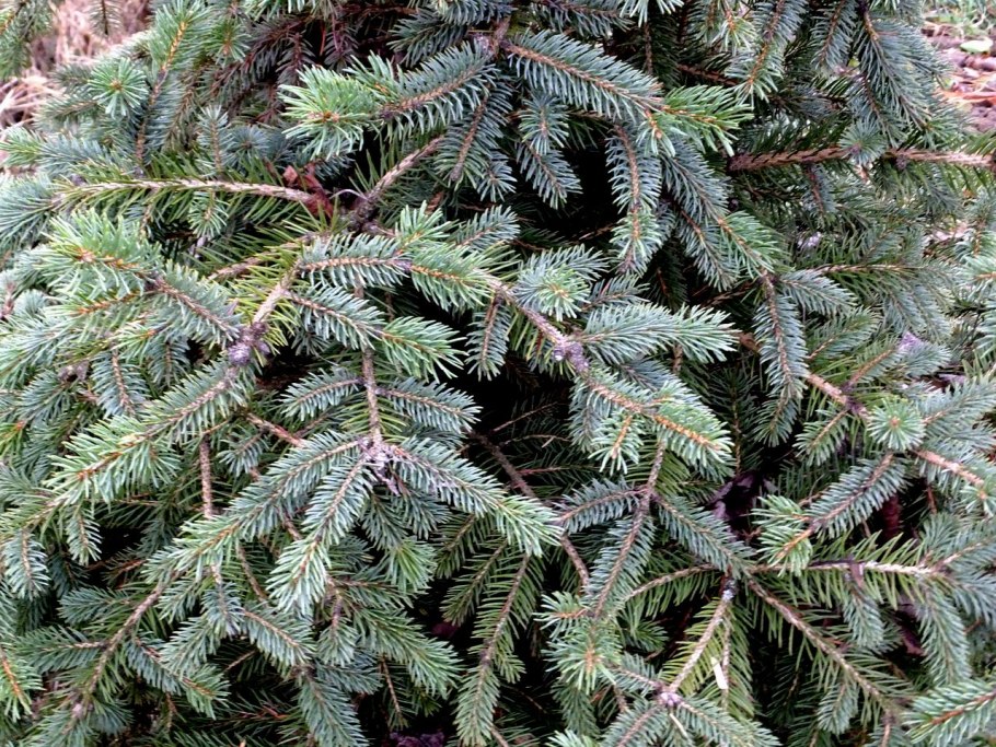Picea jezoensis