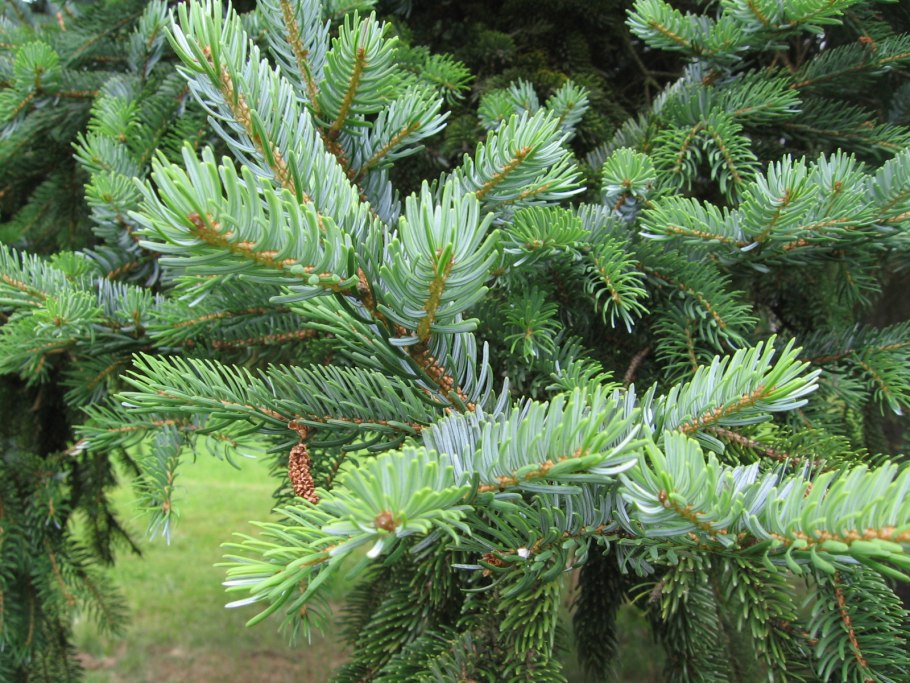 Ель Аянская в природе