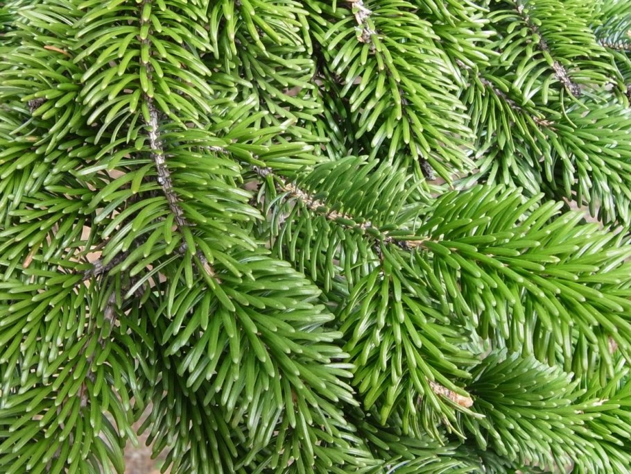 Пихта белокорая шишка