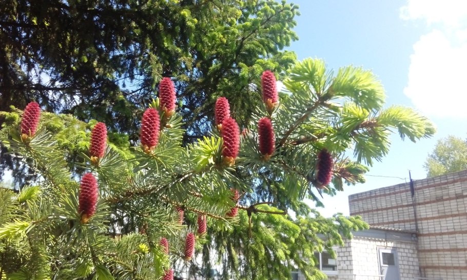 Ель Аянская Picea ajanensis