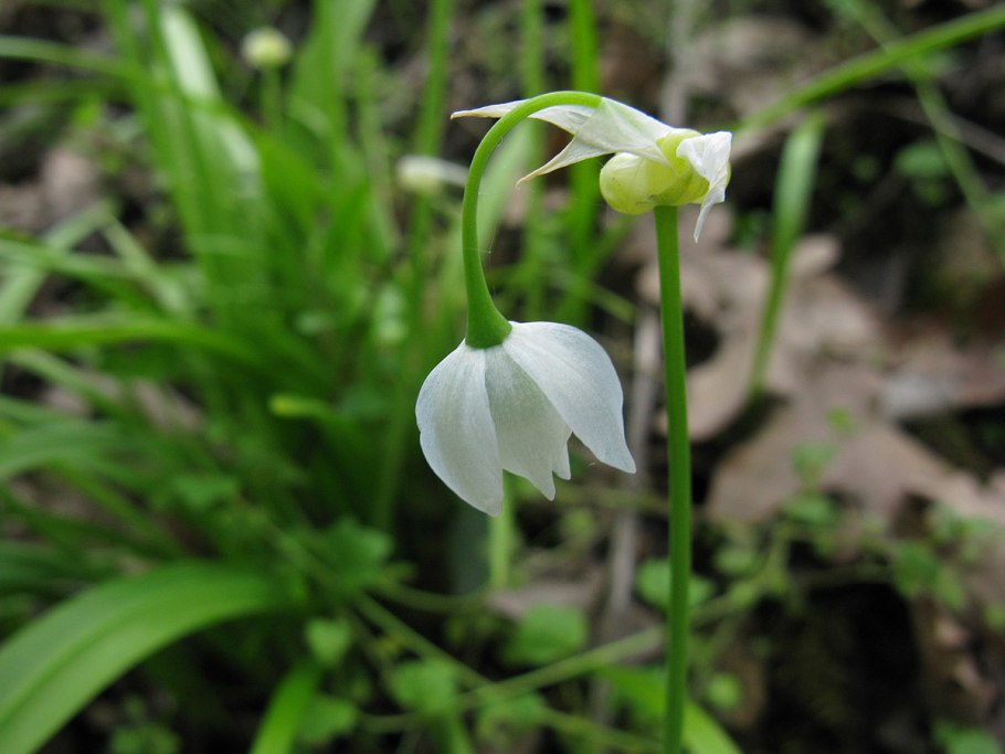 Луковка Луговая