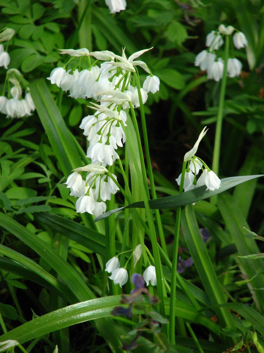 Лук странный (Allium Paradoxum