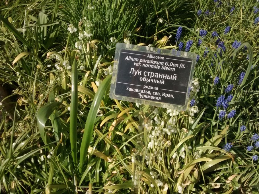 Аллиум парадоксум