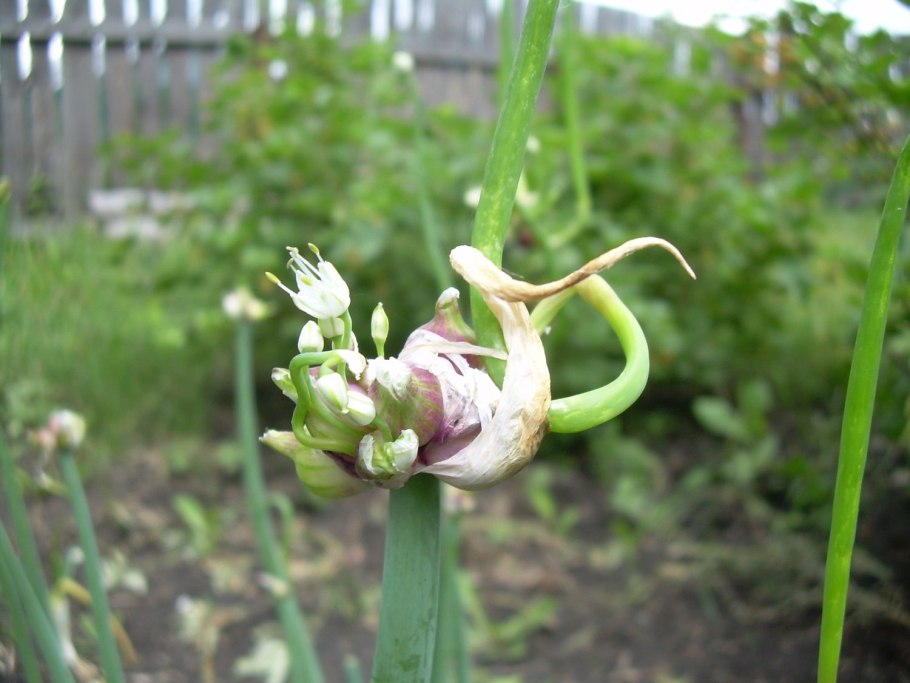 Лук странный рисунок