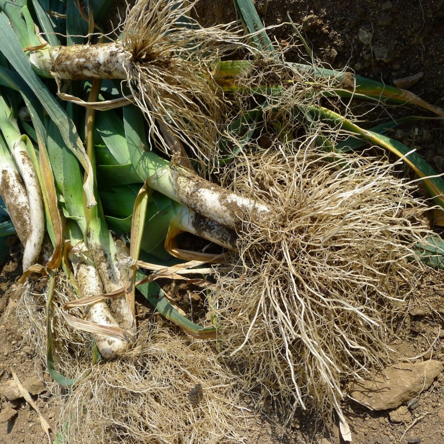 Лук Питер Глейзбрук рекорд