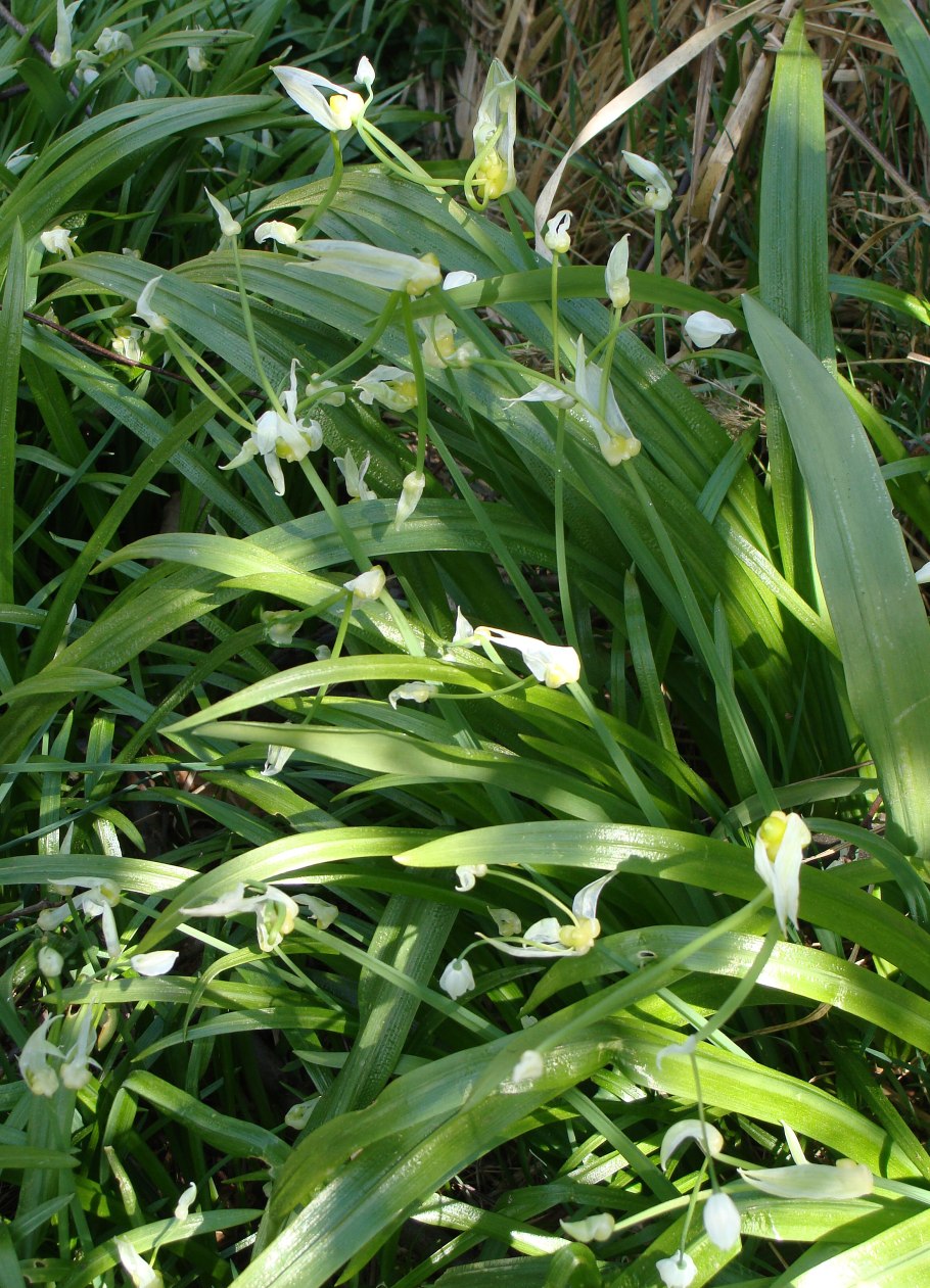 Лесной лук странный