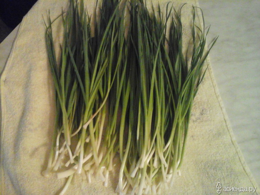 Лук аллиум Шуберта