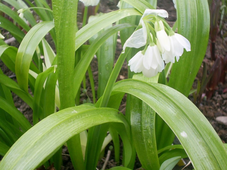 Лук странный (Allium Paradoxum