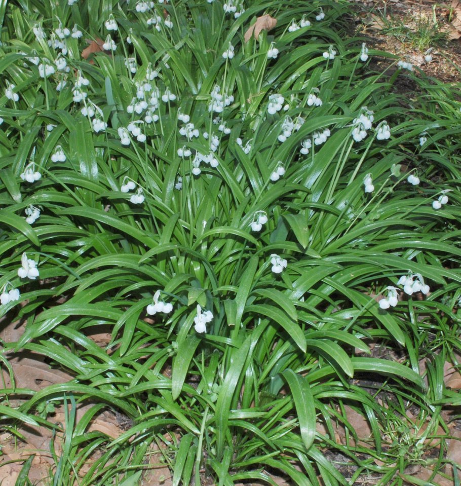 Лук странный красная книга