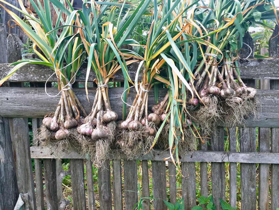 Луковицы необычные