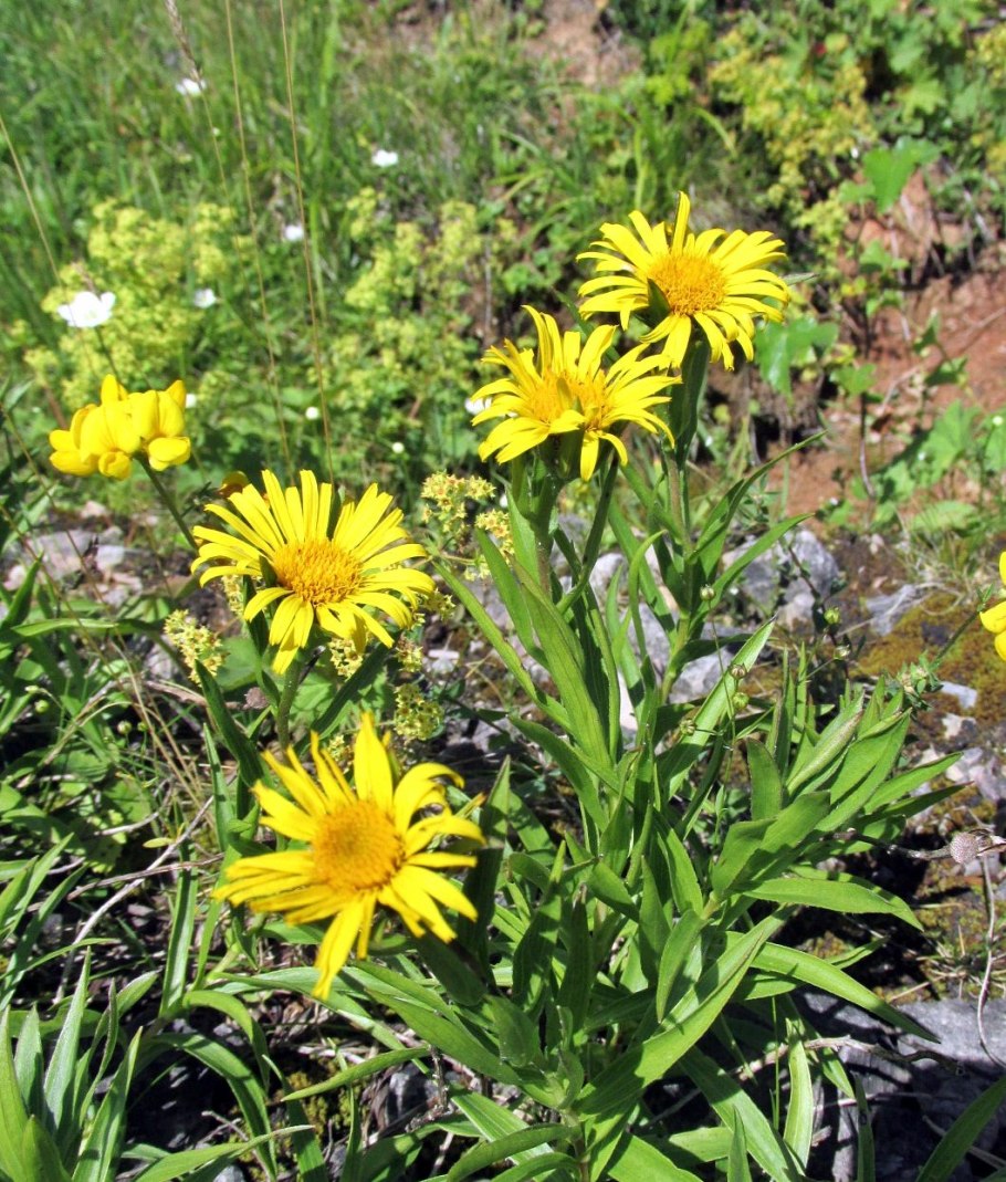 Козелец испанский (Scorzonera hispanica)