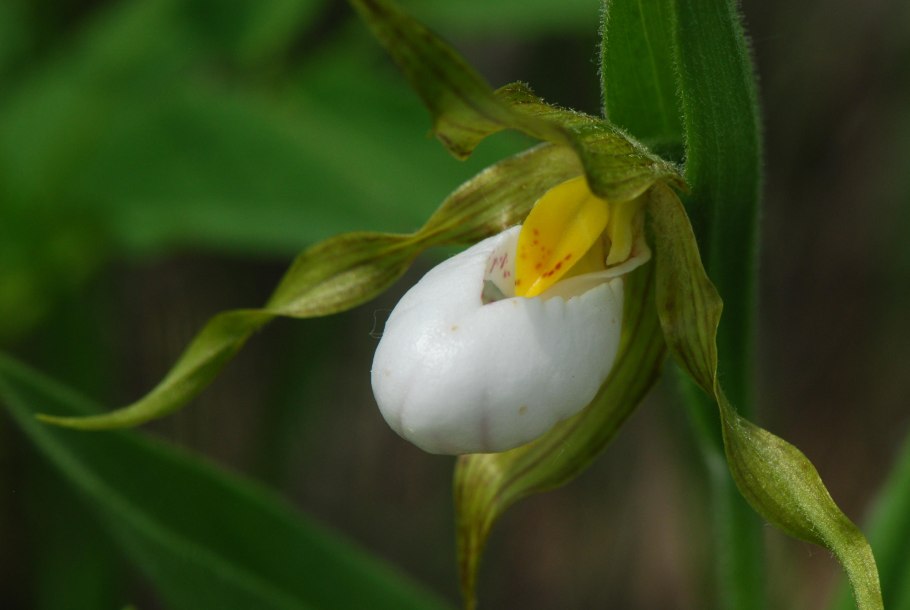Cypripedium (Lady Slipper Orchids)