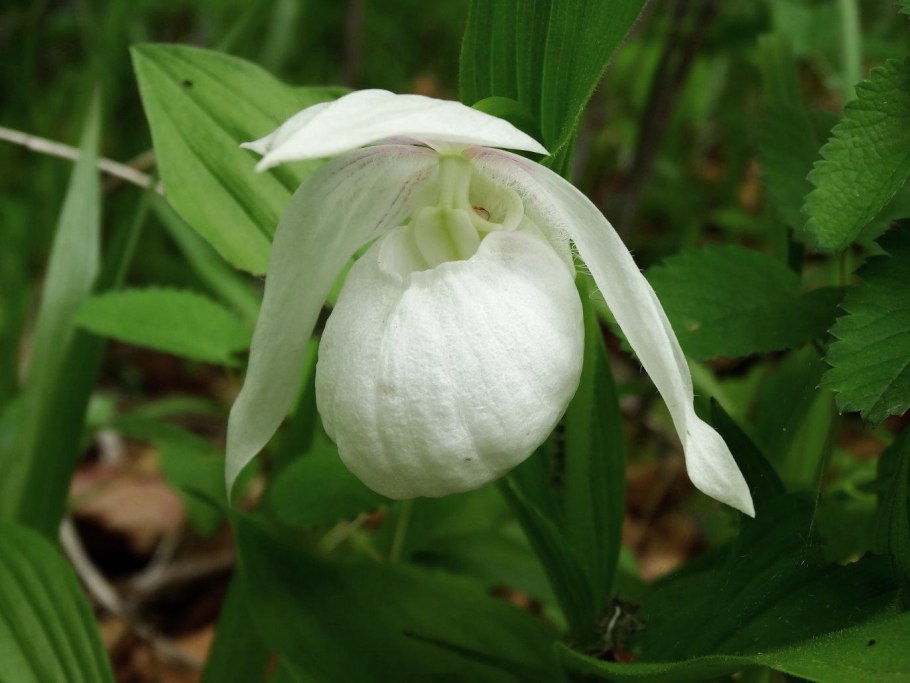 Cypripedium macranthon