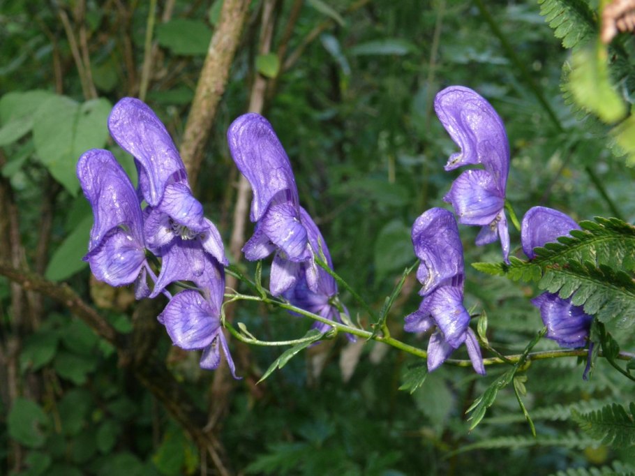 Aconitum / Аконит (борец) ’