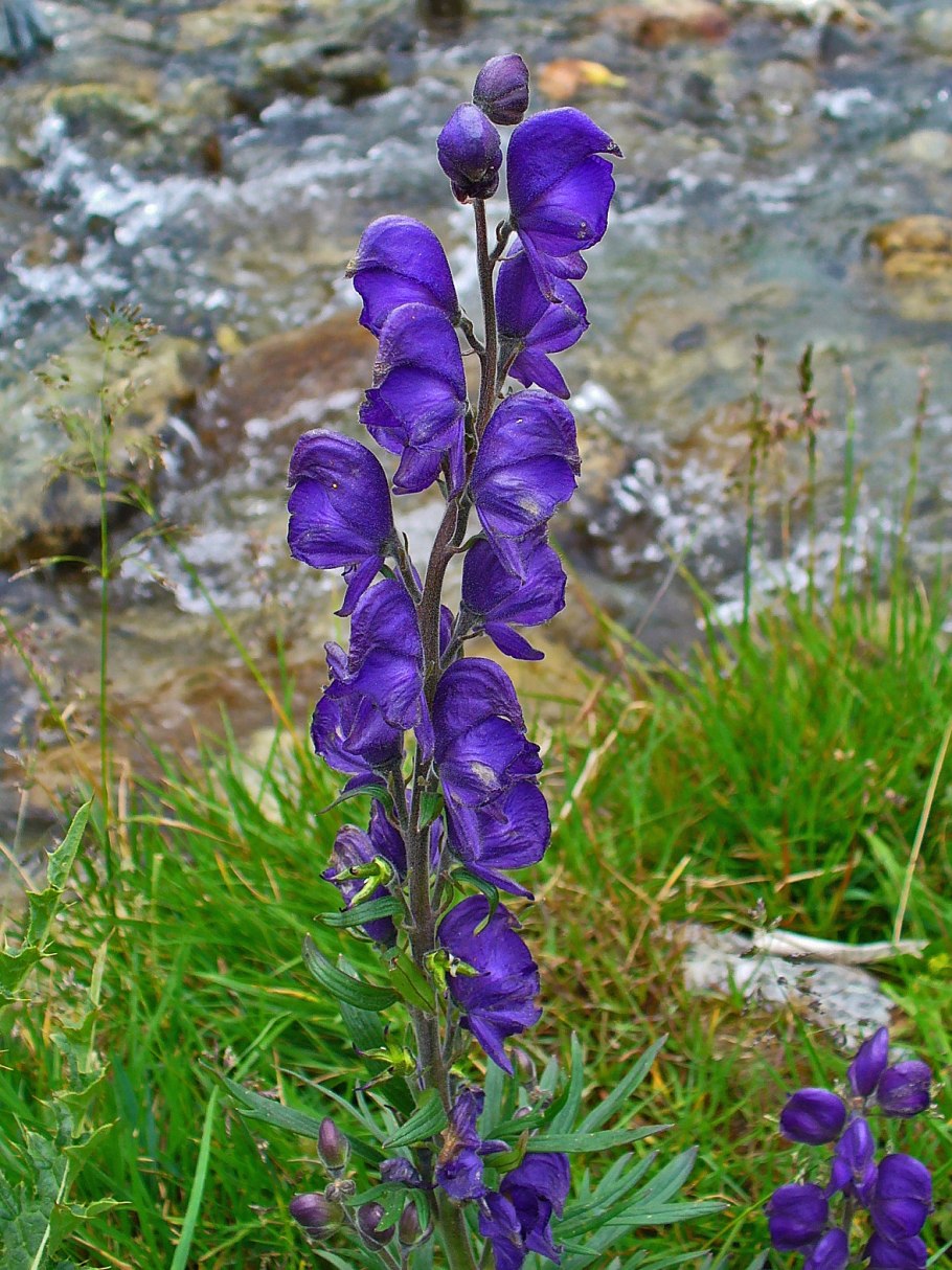 Аконит клобучковый Aconitum napellus