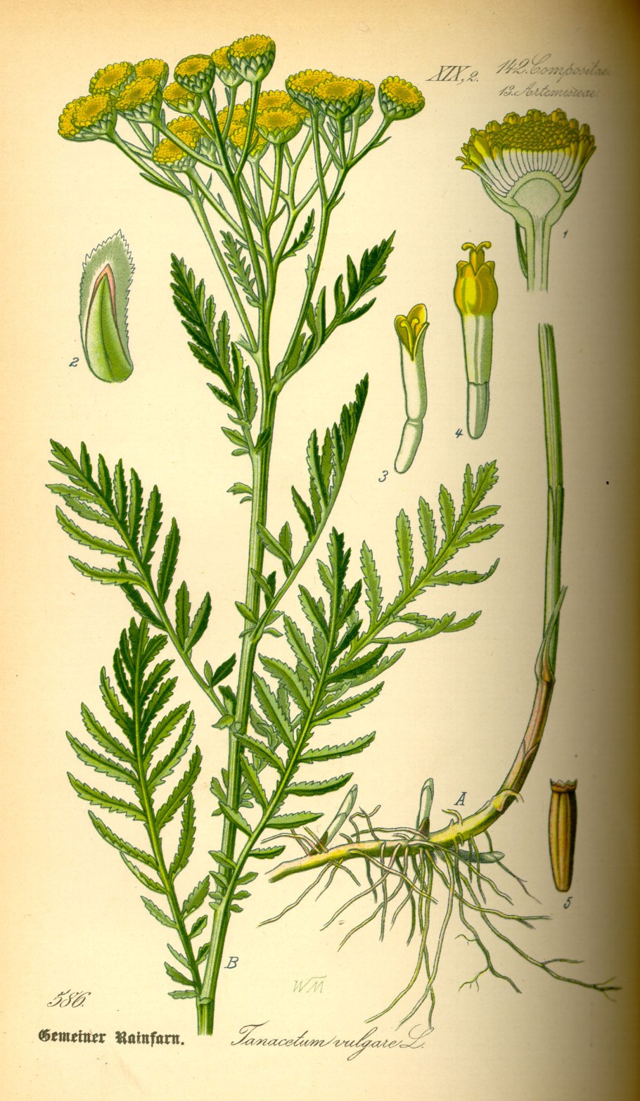 Пижма обыкновенная (Tanacetum vulgare)