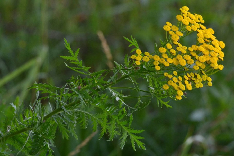 Пижма обыкновенная (Tanacetum vulgare l.)