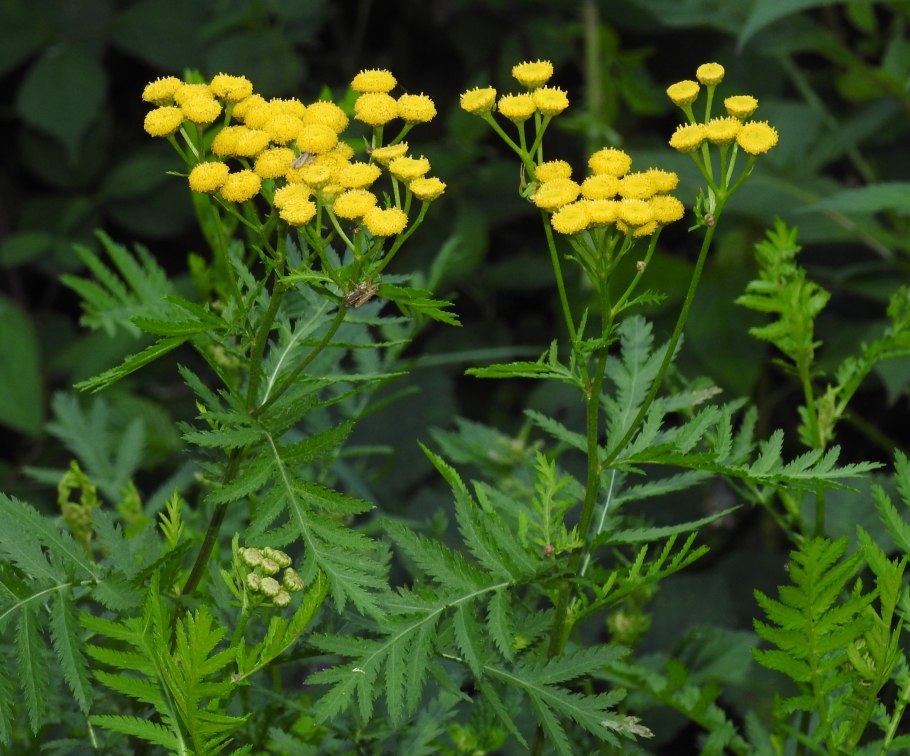 Пижма обыкновенная (Tanacetum vulgare l.)