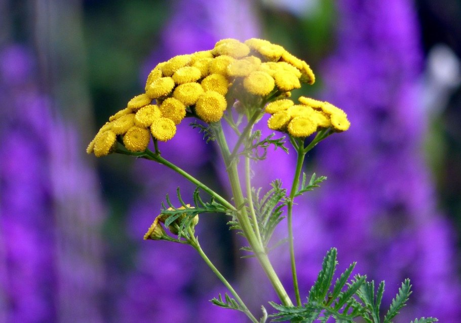 Пижма обыкновенная (Tanacetum vulgare l.)