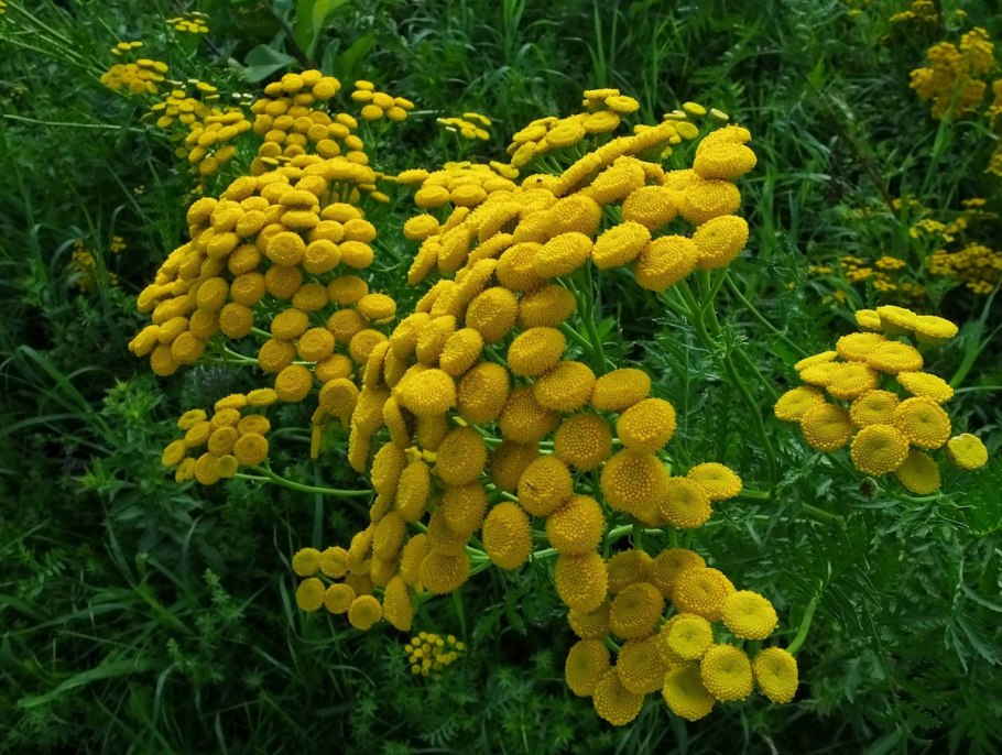 Пижма обыкновенная (Tanacetum vulgare l.)
