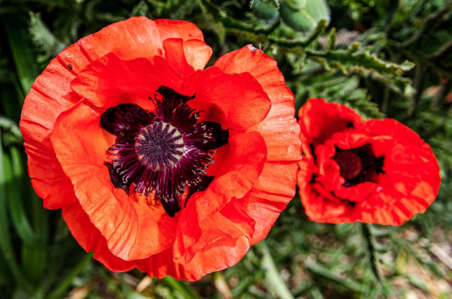 Мак Papaver Cardinal