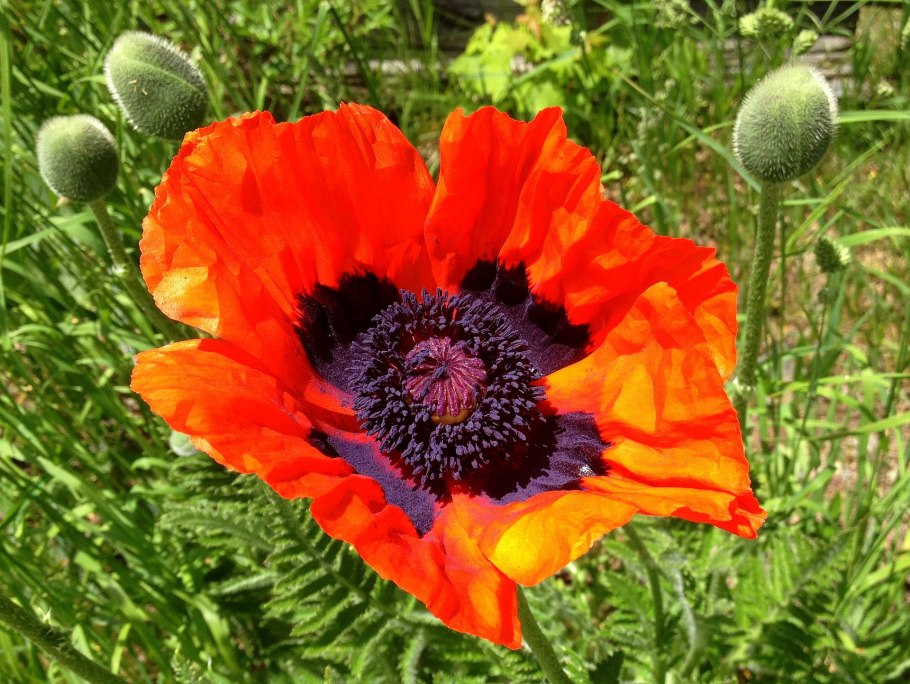 Мак прицветниковый (Papaver bracteatu