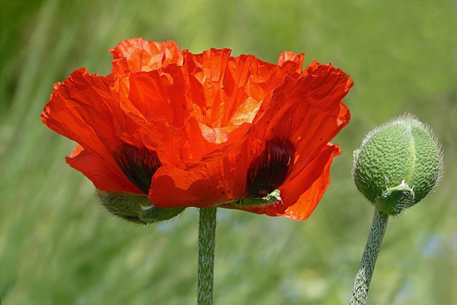 Мак прицветниковый Papaver bracteatum