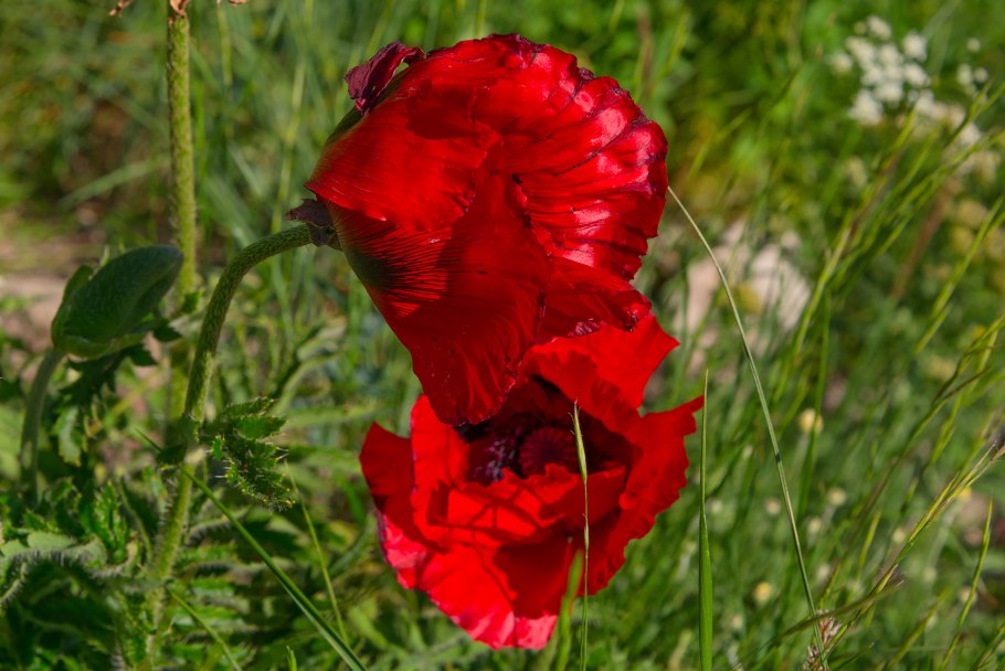 Мак Papaver bracteatum Lindl.