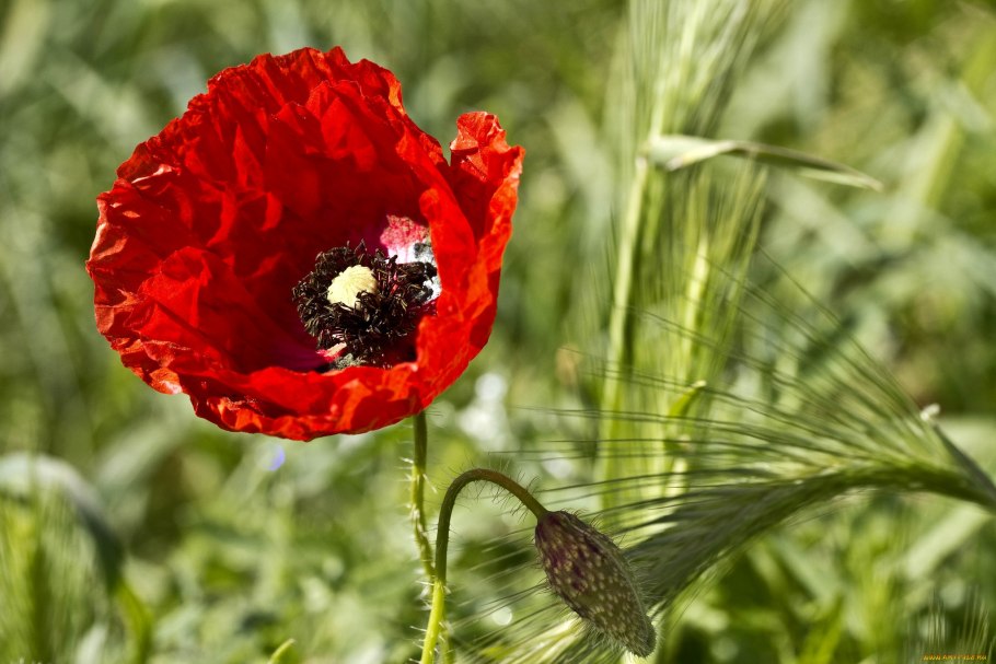 Мак прицветниковый Papaver bracteatum